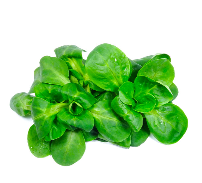 Lettuce Mache
(Italy)๐ฎ๐น
100 gm per pack