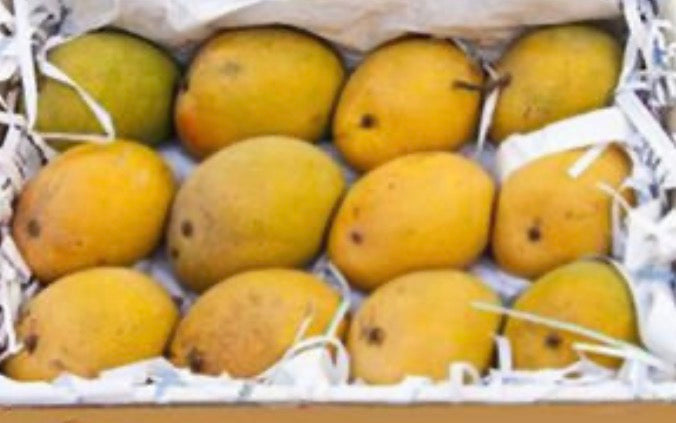 Alphonso Mangoes Premium Box
3Kg/Pack by air India 🇮🇳