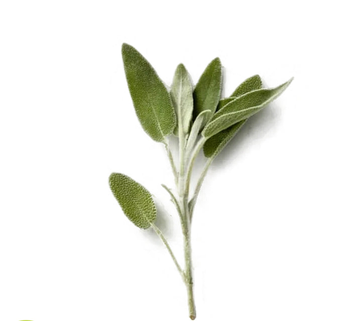 Sager
(Kenya)π°πͺ
Approx 50 gm per packet