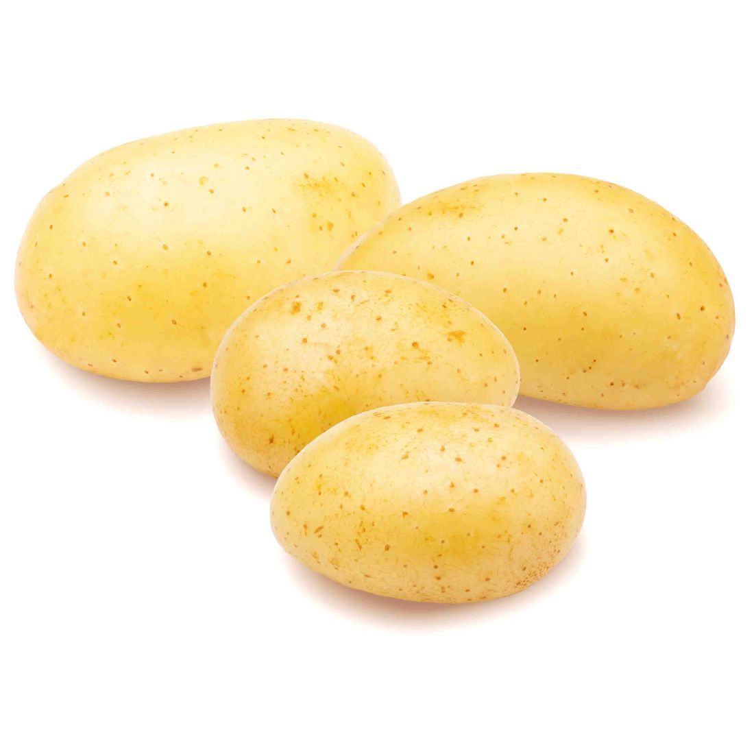 Potato Agria. Size: 500g