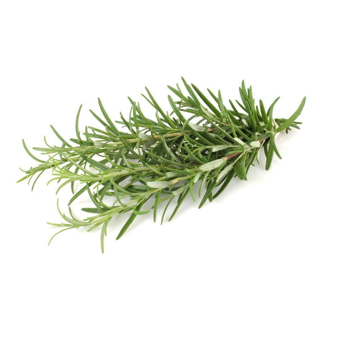 Rosemary 20g UAE 🇦🇪