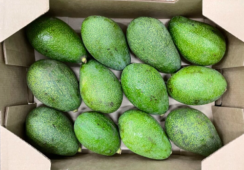 Avocado Fuerte Box. Approx 4kg