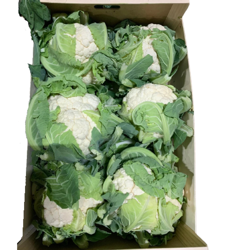 Cauliflower Box 6 pcs G C C