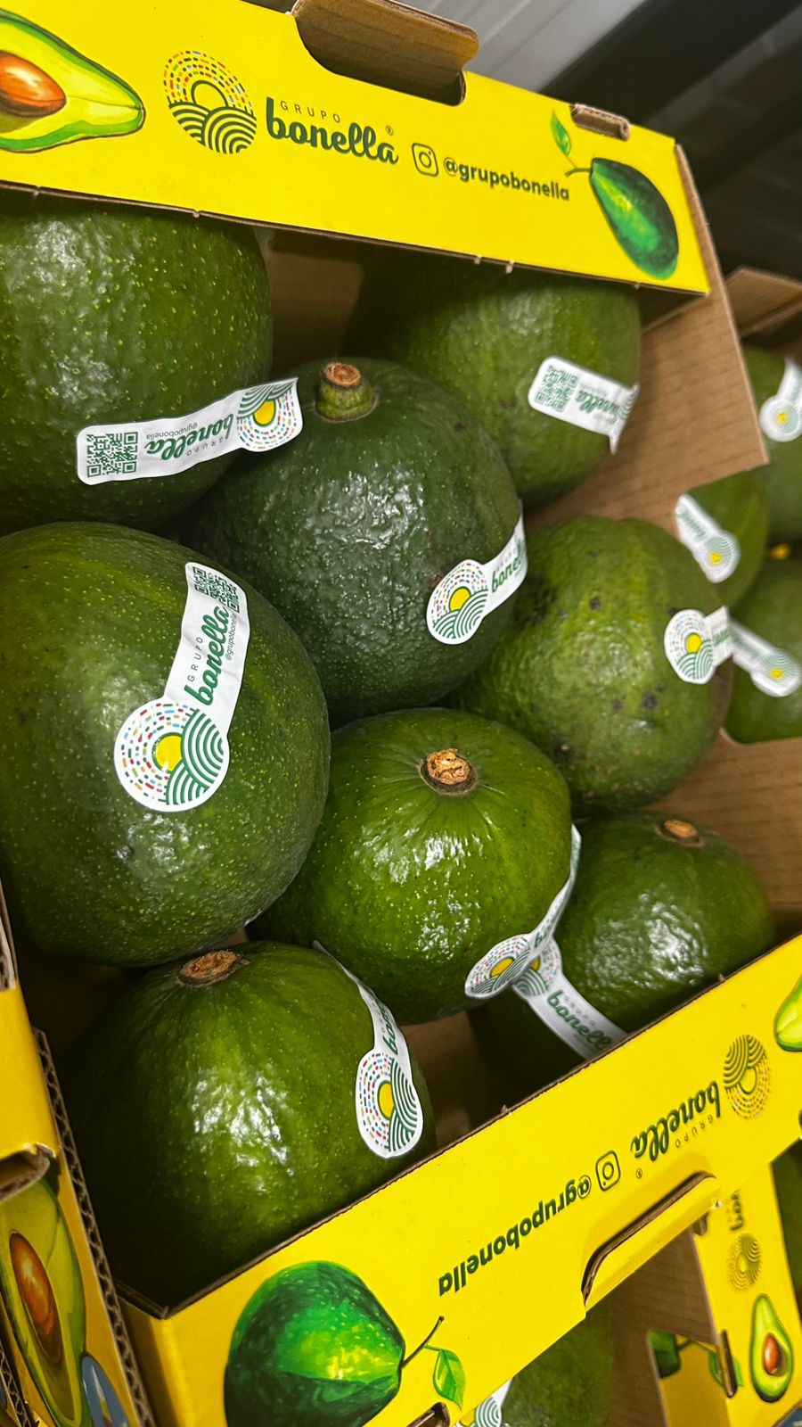 Avocado Margarida) 5.75 per box premium quality Brazil 🇧🇷