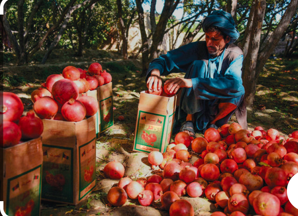 Pomegranate kandahari priumeim quality Afghanistan 🇦🇫