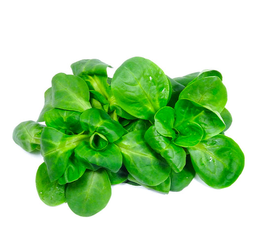 Lettuce Mache
(Italy)🇮🇹 
100 gm per pack