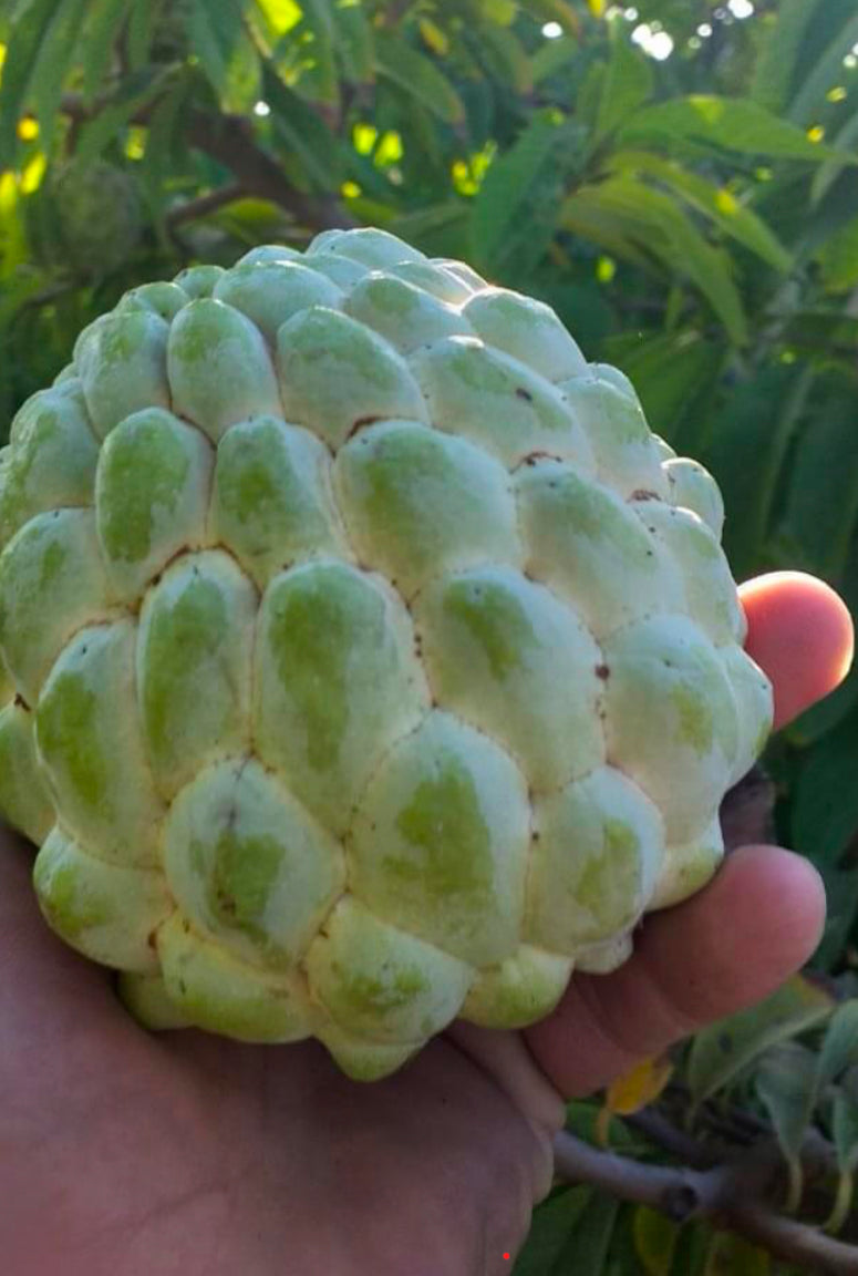 Custard apple (3kg) box Egypt 🇪🇬
