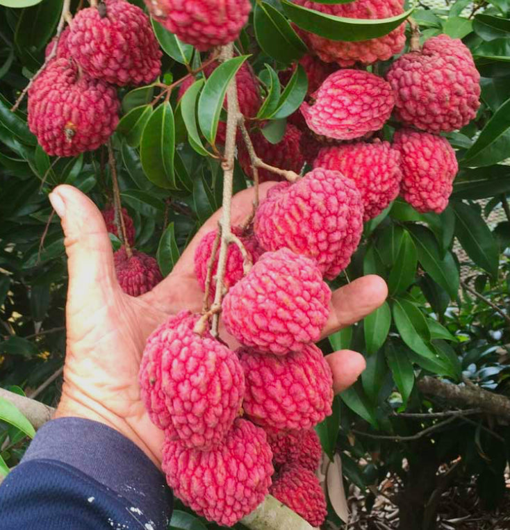 Lychee Premium 500G (by air)Australia 🇦🇺