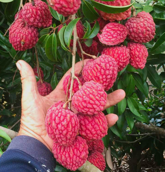 Lychee Premium 500G (by air)Australia 🇦🇺