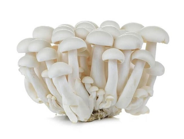 Mushroom Shimeji White

(China)🇨🇳 
Approx 150gm per packet