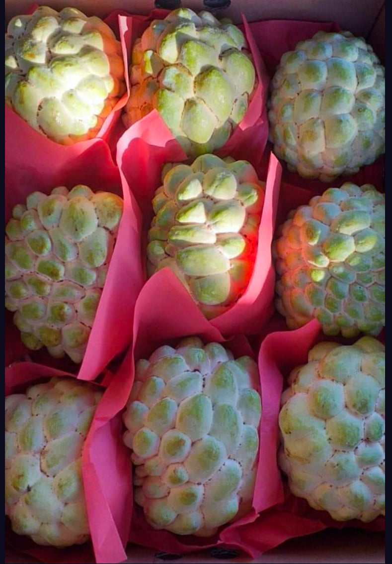Custard apple (3kg) box Egypt 🇪🇬