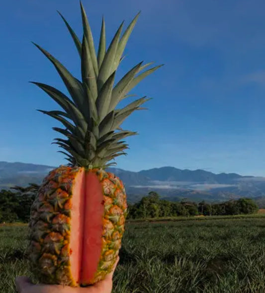 Pineapple golden sweet 2.6kg Costa Rica 🇨🇷
