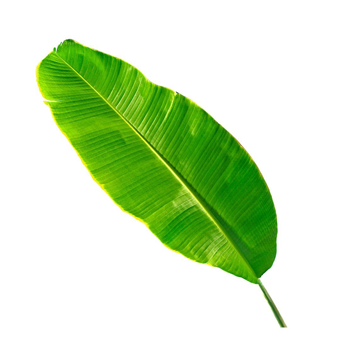 Banana Leaf. Size:  1 piece