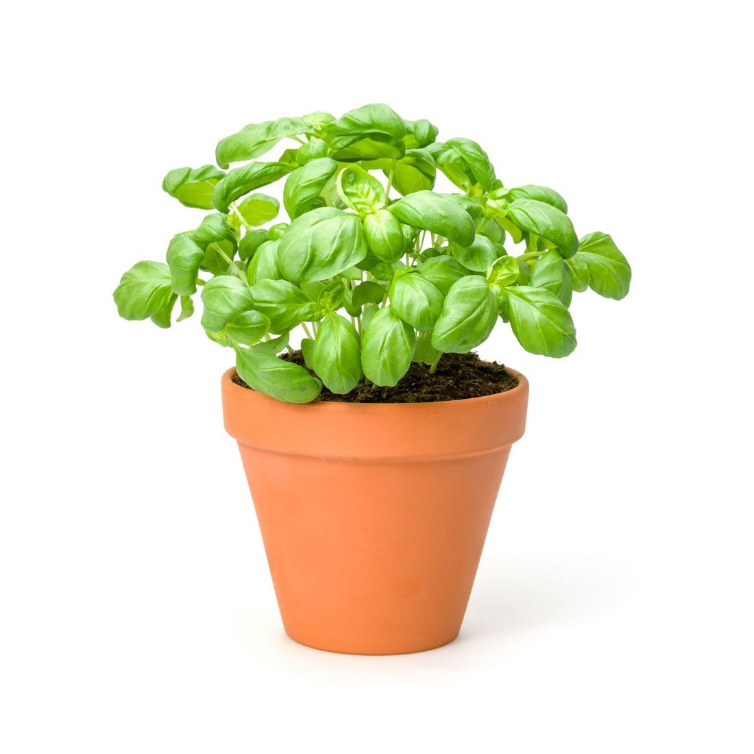 Basil Pot. Size:  1 piece