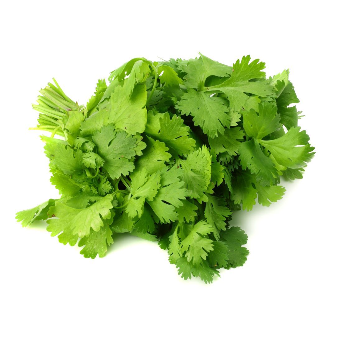 Coriander Leaves (Dhania) Premium