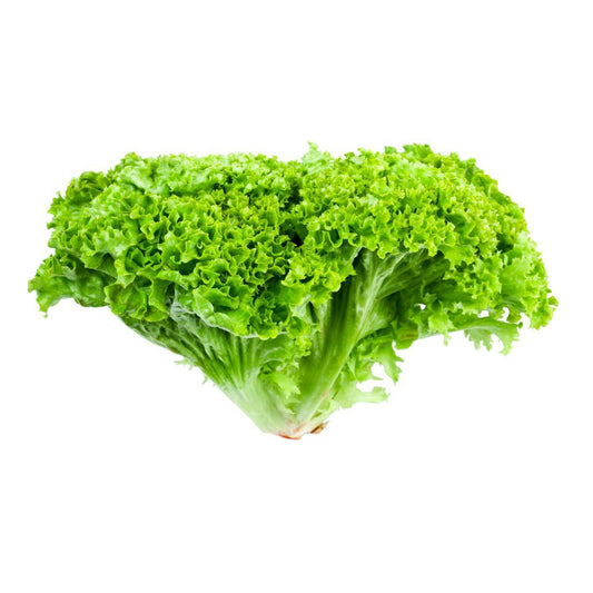 Lettuce Lollo Bionda 200-300g. Size:   1 piece