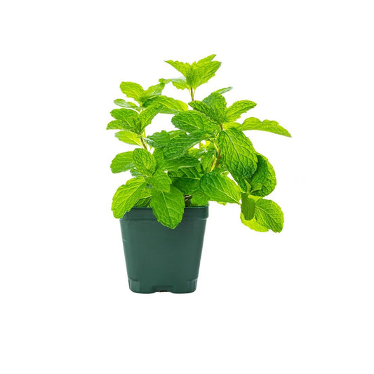 Mint Pot Size: 1  piece